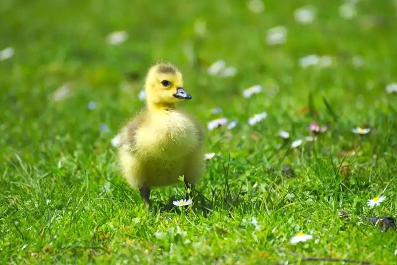 spring